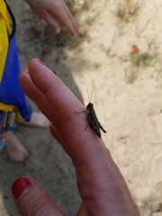 Booneacris glacialis