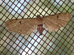 Eupithecia absinthiata