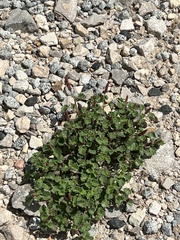 Acalypha monostachya