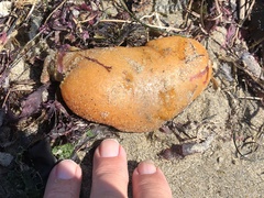 Aplidium californicum