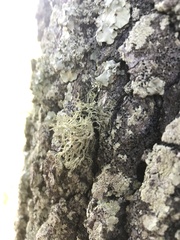 Ramalina stenospora