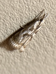 Microcrambus