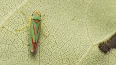Graphocephala fennahi