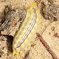 Monoleuca semifascia