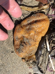 Aplidium californicum