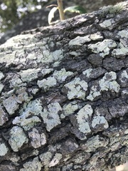 Lecanora thysanophora