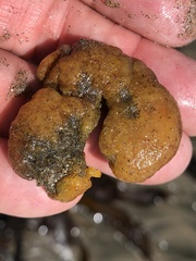 Aplidium californicum