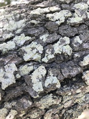 Lecanora thysanophora