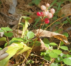 Maianthemum canadense