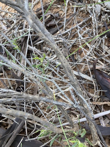 Image of Eremophila decipiens by (c) Thomas Mesaglio, some rights reserved (CC BY)