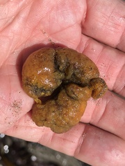 Aplidium californicum