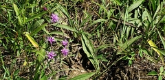 Liatris cylindracea
