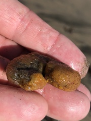 Aplidium californicum