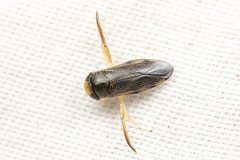 Corixini