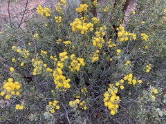 Acacia merrallii