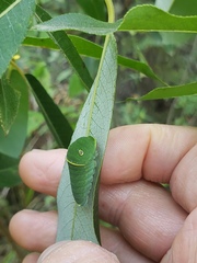 Papilio canadensis