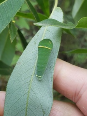 Papilio canadensis