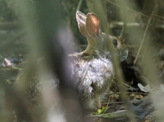 Sylvilagus aquaticus