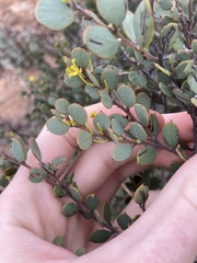 Acacia merrallii