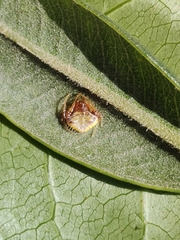 Poecilopachys australasia