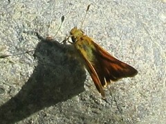 Ochlodes sylvanoides