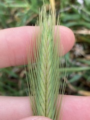 Hordeum murinum glaucum