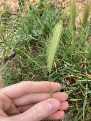 Hordeum murinum glaucum