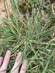 Hordeum murinum glaucum