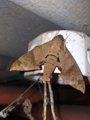 Pachylioides resumens