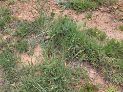 Hordeum murinum glaucum