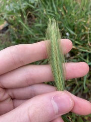 Hordeum murinum glaucum
