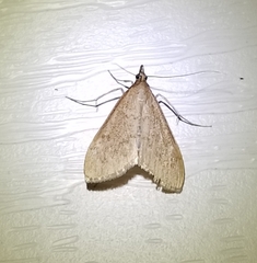 Saucrobotys futilalis