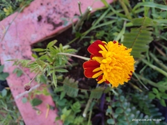 Tagetes patula