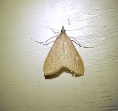 Saucrobotys futilalis