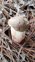 Boletaceae
