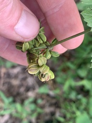 Thaspium barbinode