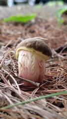 Boletaceae