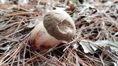 Boletaceae
