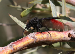 Dasymutilla magnifica