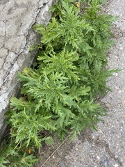 Urtica cannabina