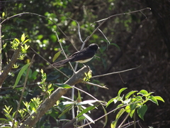 Rhipidura leucophrys