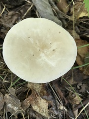 Lactarius cinereus