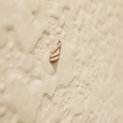 Microtheoris vibicalis