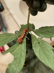 Eumorpha pandorus