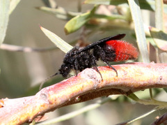 Dasymutilla magnifica