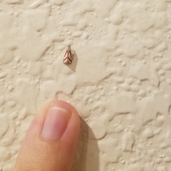 Microtheoris vibicalis