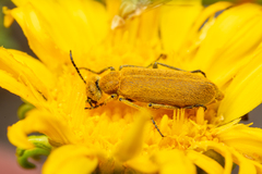 Epicauta ferruginea