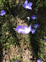 Wahlenbergia planiflora