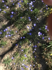 Wahlenbergia planiflora