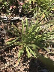 Wahlenbergia planiflora